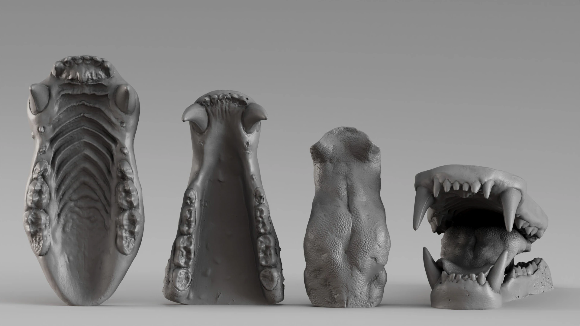 001687 Bear Jaw Anatomy Sculptural Reference Study 3dp 3D Print Model .c4d .max .obj .3ds .fbx .stl .blend 