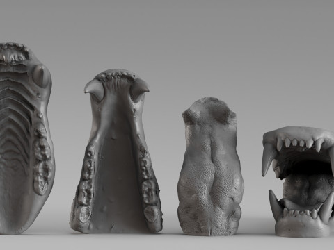 001687 クマの顎の解剖学彫刻リファレンススタディ 3 dp 3Dプリントモデル