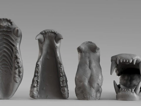 001687 Справочное исследование скульптуры по анатомии челюсти медведя 3dp 3D Принт Модель