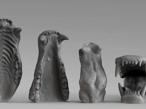 001687 Bear Jaw Anatomy Sculptural Reference Study 3dp 3D Print Model