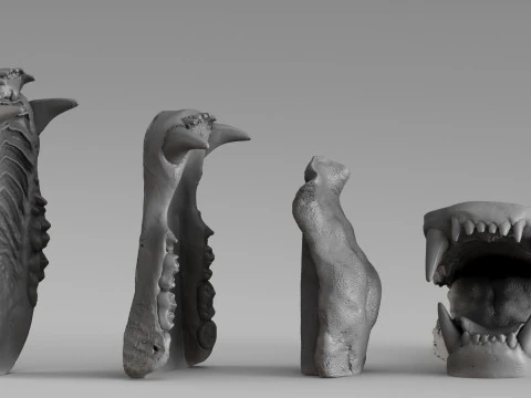 001687 Bear Jaw Anatomy Sculptural Reference Study 3dp 3D Print Model