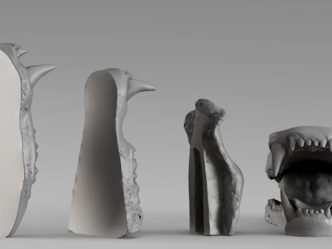 001687 Bear Jaw Anatomy Sculptural Reference Study 3dp 3D Print Model