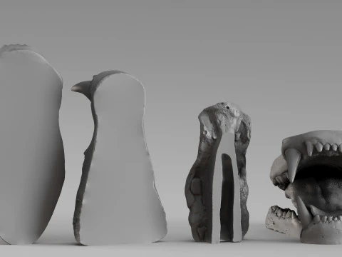001687 Bear Jaw Anatomy Sculptural Reference Study 3dp 3D Print Model