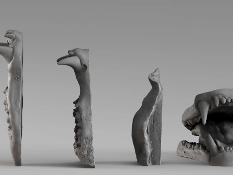 001687 Bear Jaw Anatomy Sculptural Reference Study 3dp 3D Print Model