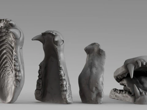 001687 Bear Jaw Anatomy Sculptural Reference Study 3dp 3D Print Model