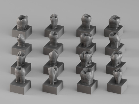 001690 Anatomica Dentis Premium Dental Tooth Collection 3D Print Model