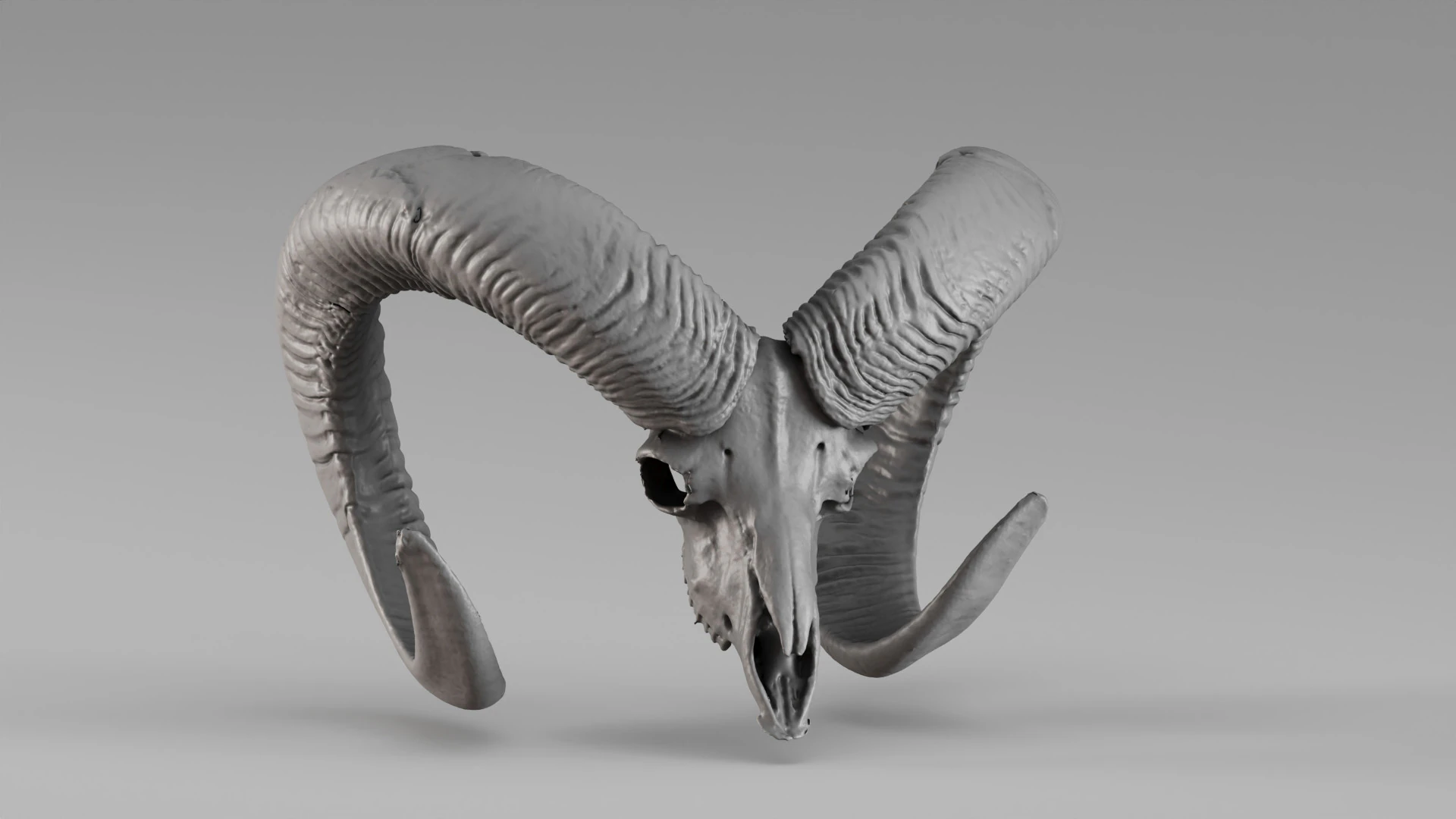 001714 Mouflon Skull Raw 3D Scan 3D Print Model .c4d .max .obj .3ds .fbx .stl .blend