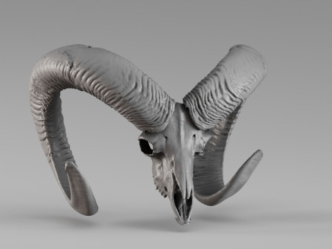 001714 Escaneo 3D sin procesar de calavera de mufl&oacute;n Modelo de impresión 3D