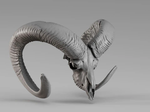 001714 Mouflon Skull Raw 3D Scan 3D Print Model