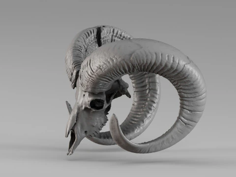001714 Mouflon Skull Raw 3D Scan 3D Print Model