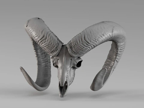 001714 Mouflon Skull Raw 3D Scan 3D Print Model