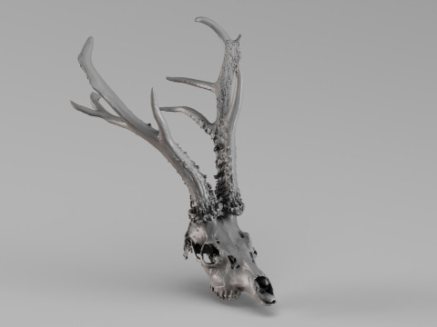 001715 Escaneamento 3D cru do cr&acirc;nio do cervo Modelo de Impressão 3D