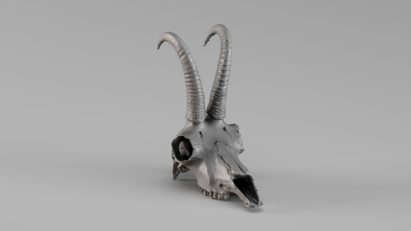 001716 Chamois Skull Raw 3D Scan 3D Print Model .c4d .max .obj .3ds .fbx .stl .blend