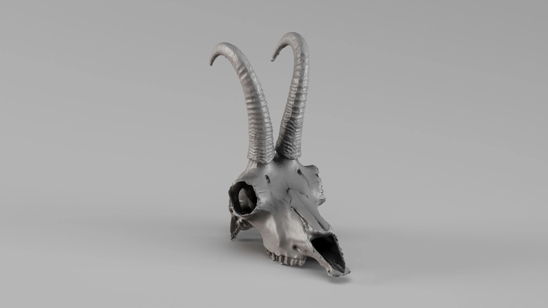 001716 Chamois Skull Raw 3D Scan 3D Print Model .c4d .max .obj .3ds .fbx .stl .blend 