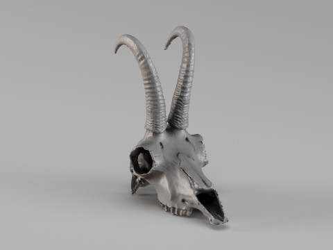 001716 Escaneo 3D sin procesar de calavera de gamuza Modelo de impresión 3D