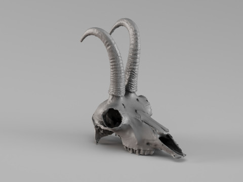 001716 Chamois Skull Raw 3D Scan 3D Print Model