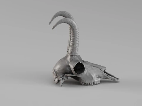 001716 Chamois Skull Raw 3D Scan 3D Print Model