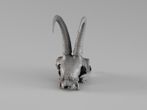 001716 Chamois Skull Raw 3D Scan 3D Print Model
