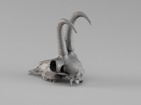 001716 Chamois Skull Raw 3D Scan 3D Print Model