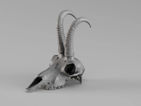 001716 Chamois Skull Raw 3D Scan 3D Print Model