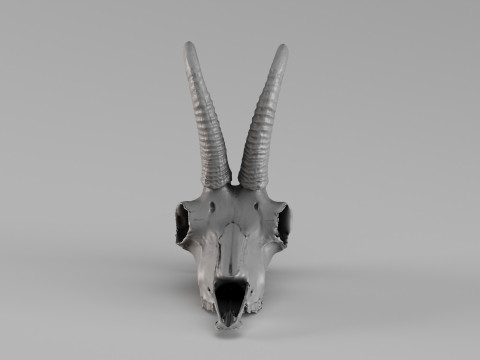001716 Chamois Skull Raw 3D Scan 3D Print Model