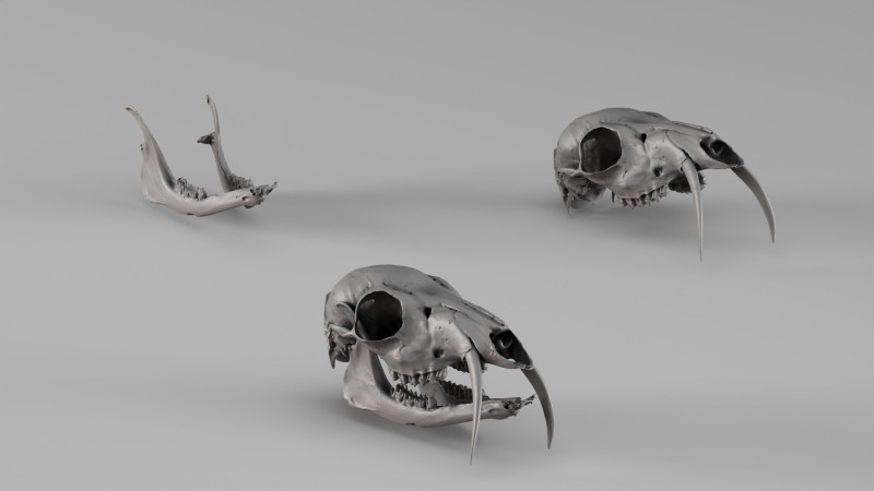 001717 Musk Deer Skull Raw 3D Scan 3D Print Model .c4d .max .obj .3ds .fbx .stl .blend