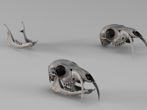 001717 麝头骨原始 3D 扫描 3D 打印模型