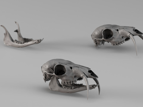 001717 Musk Deer Skull Raw 3D Scan 3D Print Model