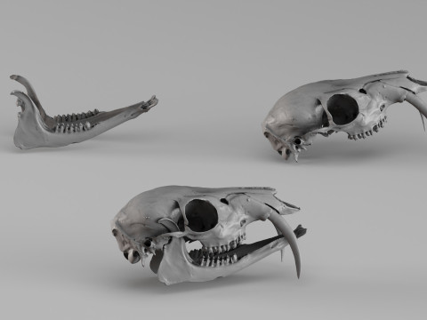 001717 Musk Deer Skull Raw 3D Scan 3D Print Model