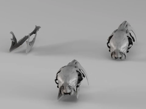 001717 Musk Deer Skull Raw 3D Scan 3D Print Model