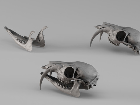 001717 Musk Deer Skull Raw 3D Scan 3D Print Model