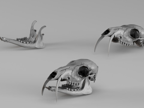 001717 Musk Deer Skull Raw 3D Scan 3D Print Model