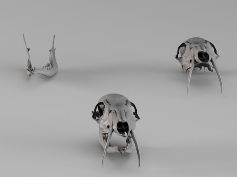 001717 Musk Deer Skull Raw 3D Scan 3D Print Model