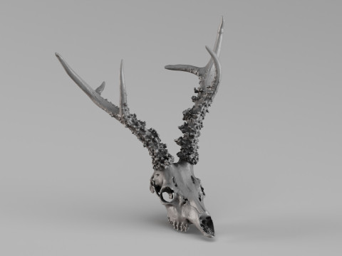 001719 Escaneo 3D sin procesar del cr&aacute;neo del corzo siberiano Modelo de impresión 3D