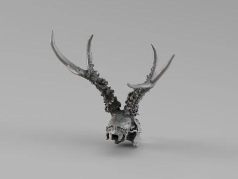 001719 Pemindaian 3D Mentah Tengkorak Rusa Roe Siberia Model Cetak 3D