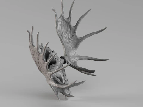 001721 Moose Skull with Antlers Raw 3D Scan 3D Print Model