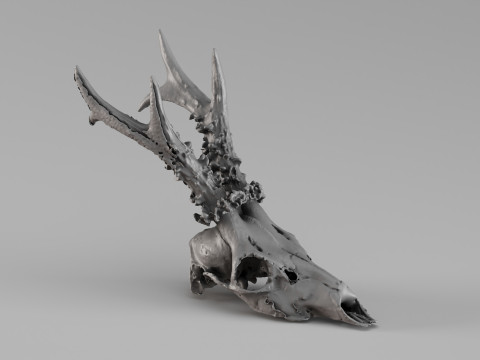 001722 Escaneo 3D sin procesar del cr&aacute;neo de corzo europeo Modelo de impresión 3D