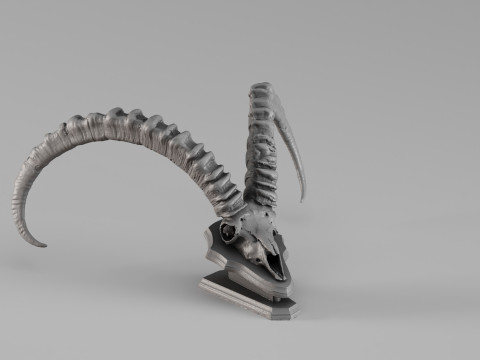 001723 Escaneo 3D sin procesar del cr&aacute;neo de Ibex Modelo de impresión 3D