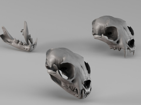 001724 Escaneo 3D sin procesar del cr&aacute;neo de lince Modelo de impresión 3D