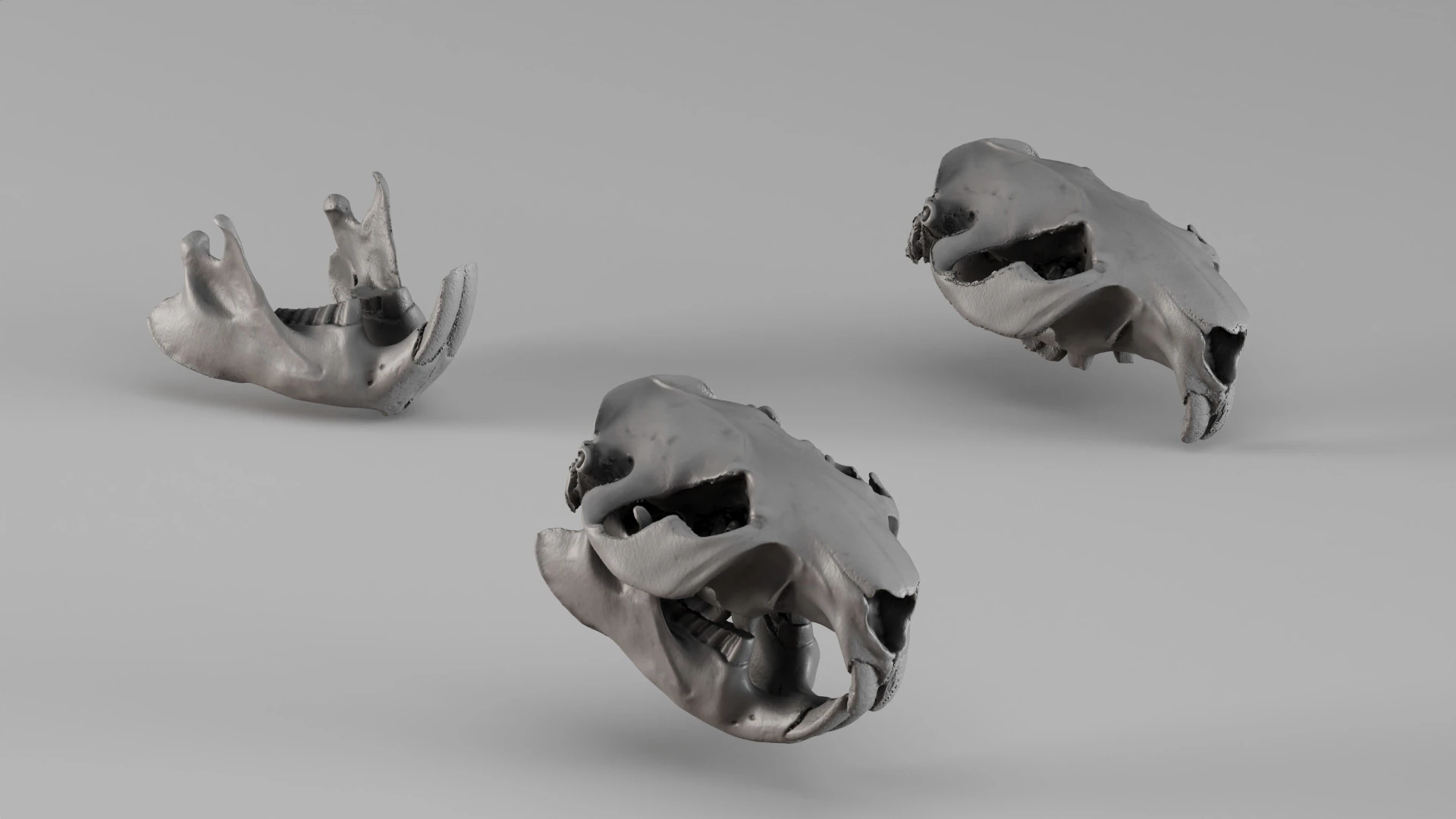 001725 Beaver Skull Raw 3D Scan 3D Print Model .c4d .max .obj .3ds .fbx .stl .blend 