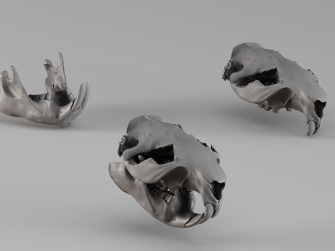 001725 Необроблений 3D-скан черепа бобра 3D Принт Модель