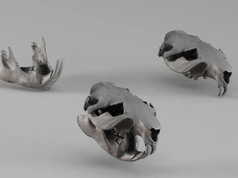 001725 Beverschedel Ruwe 3D-scan 3D printmodel