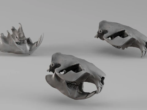 001725 Beaver Skull Raw 3D Scan 3D Print Model