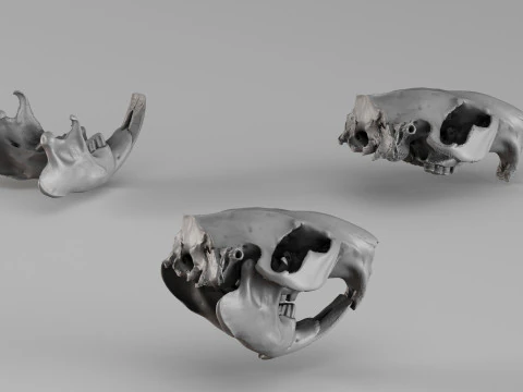001725 Beaver Skull Raw 3D Scan 3D Print Model