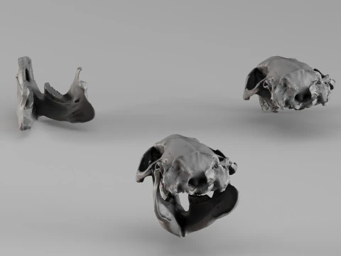 001725 Beaver Skull Raw 3D Scan 3D Print Model