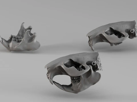 001725 Beaver Skull Raw 3D Scan 3D Print Model