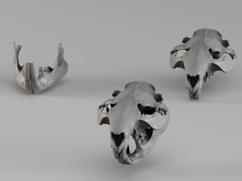 001725 Beaver Skull Raw 3D Scan 3D Print Model