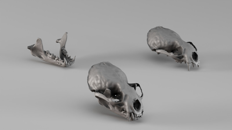 001726 Otter Skull Raw 3D Scan 3D Print Model .c4d .max .obj .3ds .fbx .stl .blend