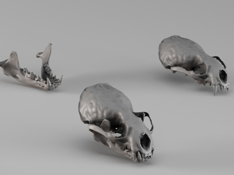 001726 Необроблений 3D-скан черепа видри 3D Принт Модель