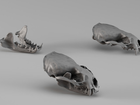001726 Otter Skull Raw 3D Scan 3D Print Model